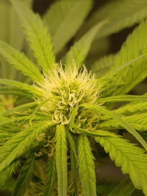 Smashberry Fumez Anesia DWC. Week 7