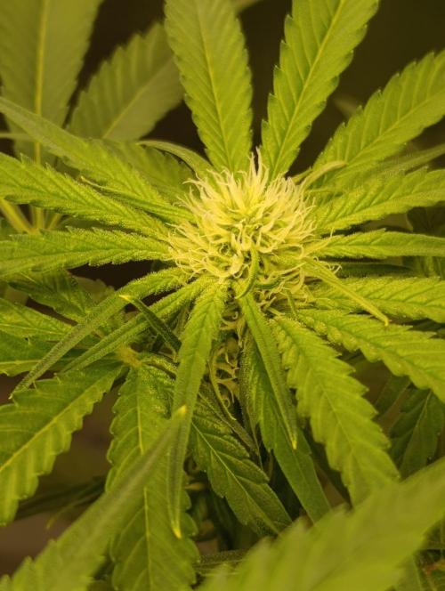 Smashberry Fumez Anesia DWC. Week 7