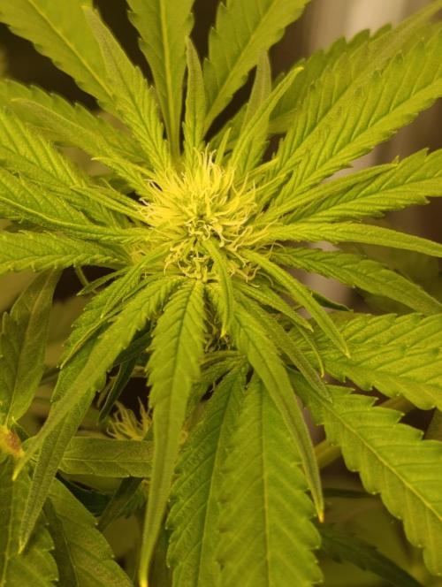 Smashberry Fumez Anesia DWC. Week 7