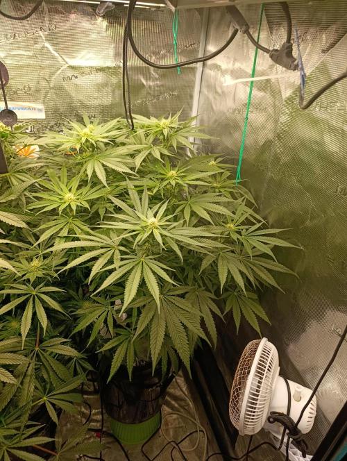 Smashberry Fumez Anesia DWC. Week 7