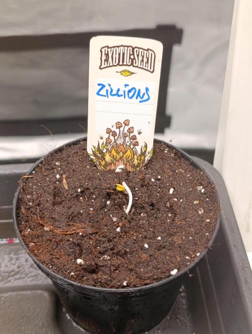 Zillions Frambo. Week 0