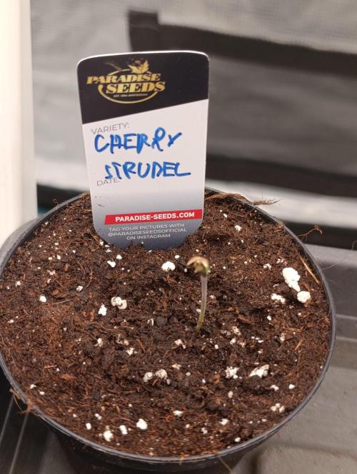 Cherry strudel Sherbisnky/Sensi seeds. Week 0