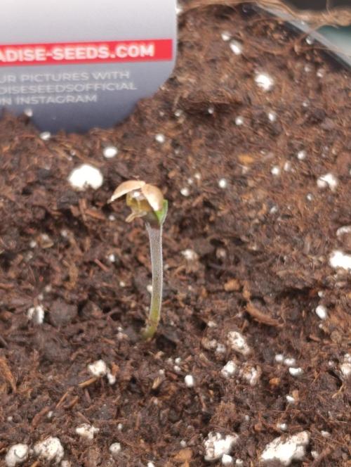 Cherry strudel Sherbisnky/Sensi seeds. Week 0