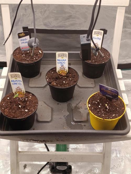 Cherry strudel Sherbisnky/Sensi seeds. Week 0