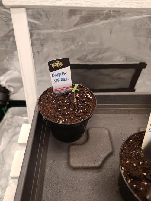Cherry strudel Sherbisnky/Sensi seeds. Week 0