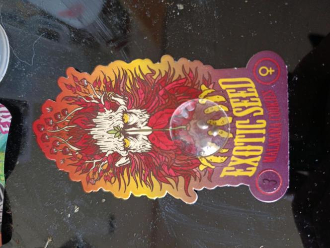 Malasana cookies/Exotic seeds. Week 0