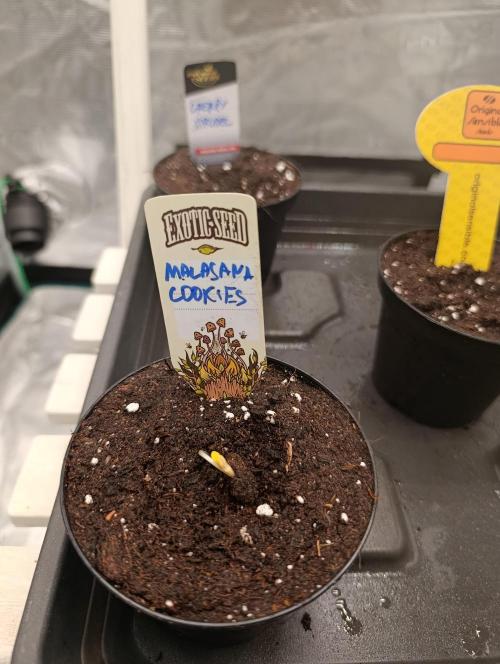 Malasana cookies/Exotic seeds. Week 0