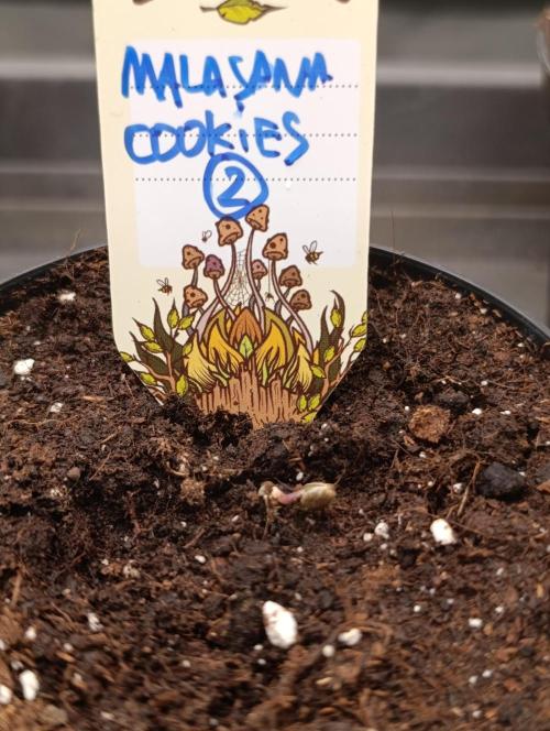Malasana cookies/Exotic seeds. Week 0