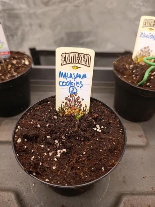 Malasana cookies/Exotic seeds. Week 0