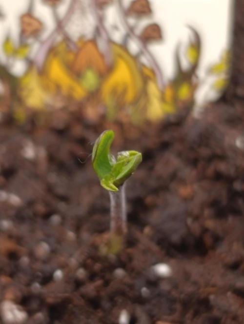 Malasana cookies/Exotic seeds. Week 0