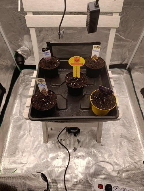 Eternity Grow cup 2026 /Sticky broccoli. Week 0