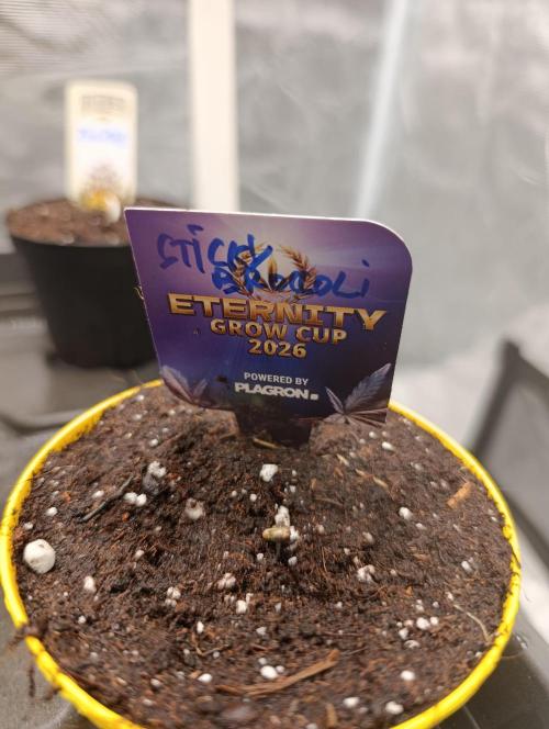Eternity Grow cup 2026 /Sticky broccoli. Week 0