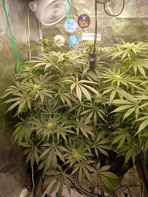 Candy breath Paradise seeds DWC. Week 8