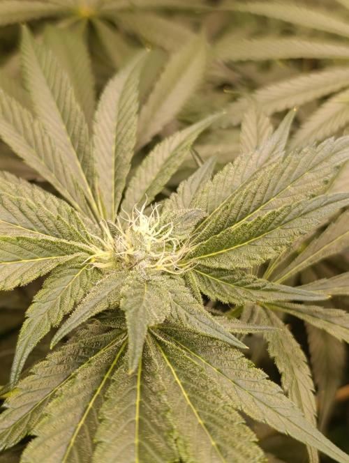 Candy breath Paradise seeds DWC. Week 8