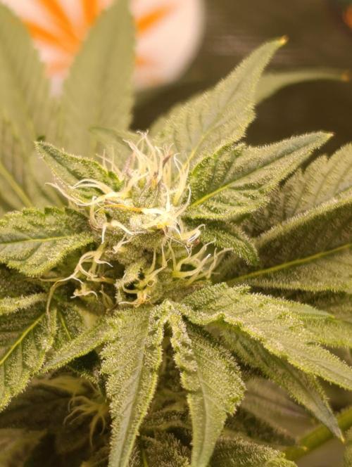 Candy breath Paradise seeds DWC. Week 8