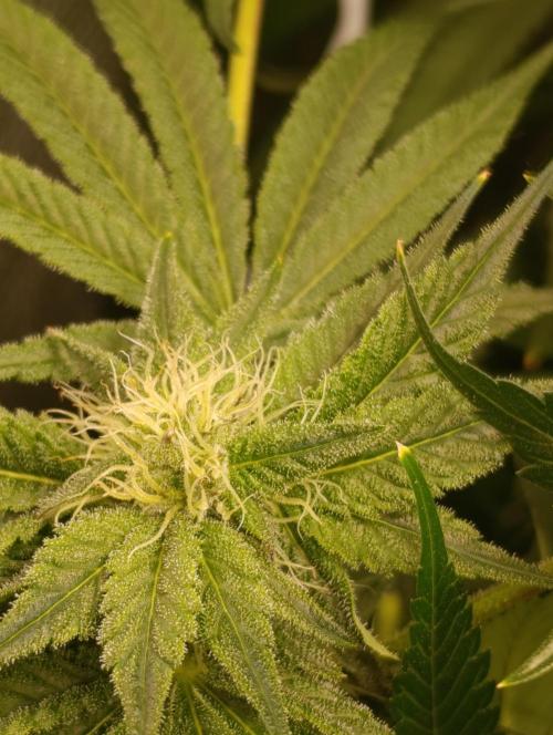 Candy breath Paradise seeds DWC. Week 8