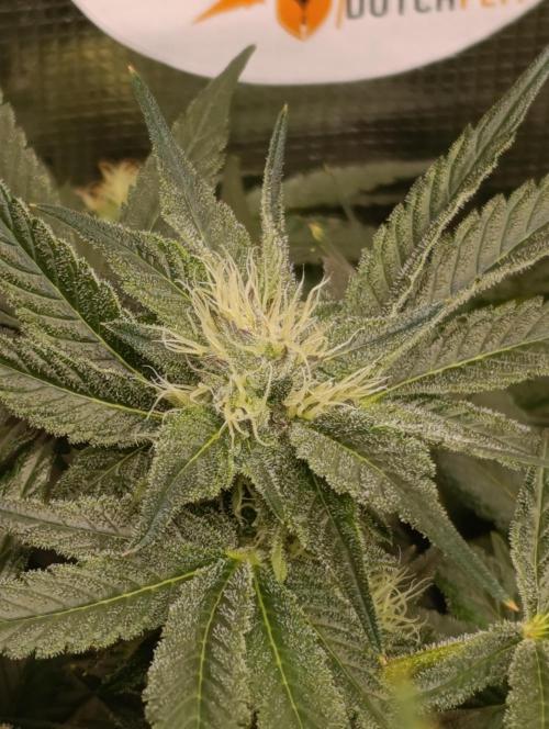 Candy breath Paradise seeds DWC. Week 8