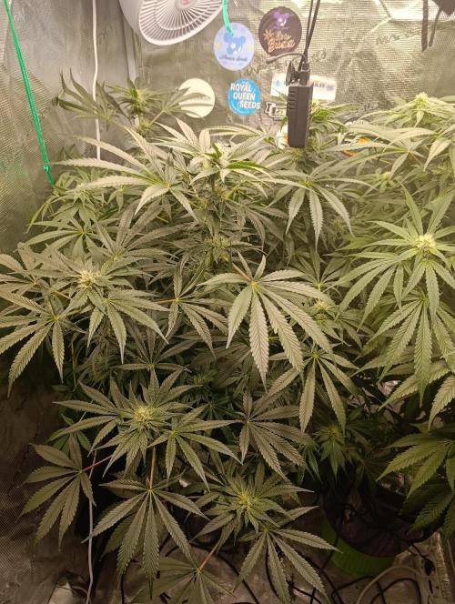 Candy breath Paradise seeds DWC. Week 8