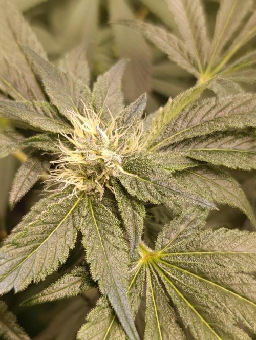 Candy breath Paradise seeds DWC. Week 8