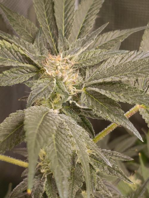 Candy breath Paradise seeds DWC. Week 8