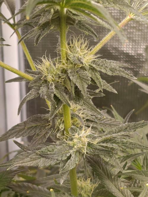 Candy breath Paradise seeds DWC. Week 8