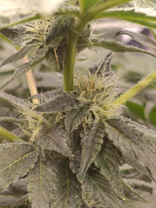 Candy breath Paradise seeds DWC. Week 8