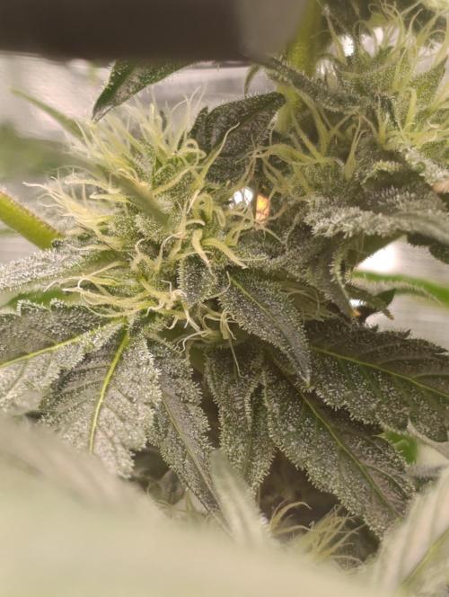 Candy breath Paradise seeds DWC. Week 8
