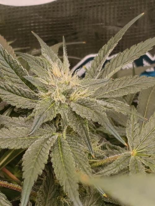 Candy breath Paradise seeds DWC. Week 8