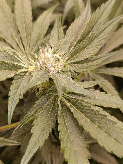 Candy breath Paradise seeds DWC. Week 8