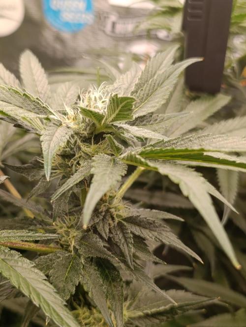 Candy breath Paradise seeds DWC. Week 8