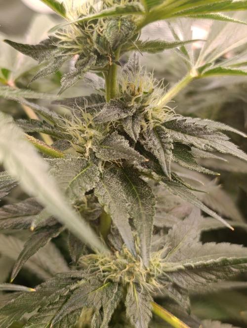 Candy breath Paradise seeds DWC. Week 8