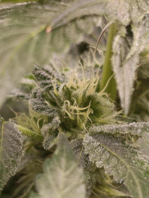 Candy breath Paradise seeds DWC. Week 8