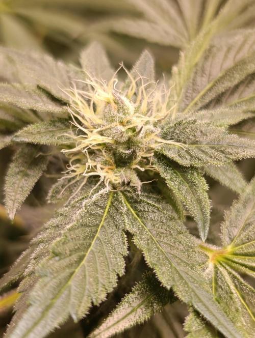 Candy breath Paradise seeds DWC. Week 8