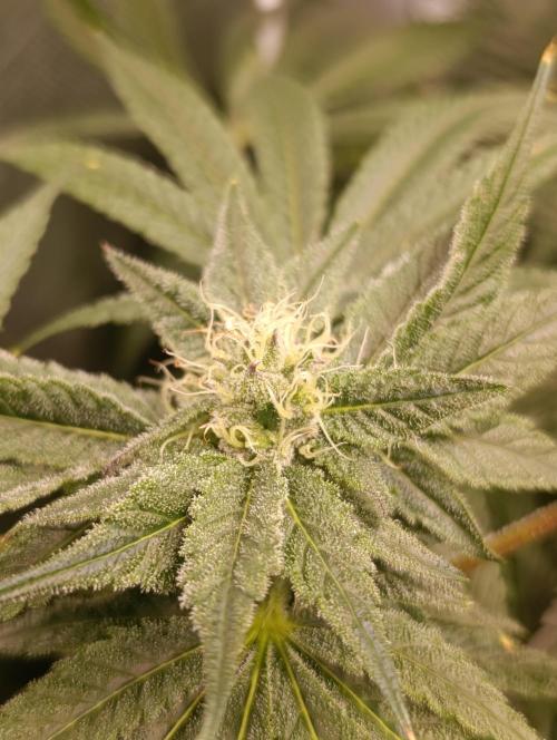 Candy breath Paradise seeds DWC. Week 8