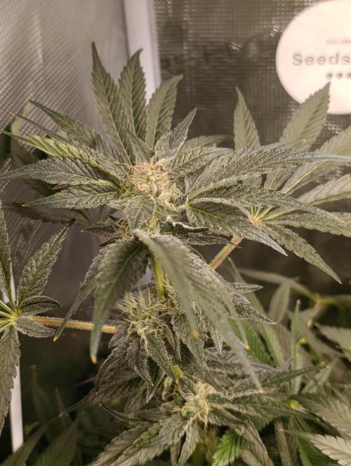 Candy breath Paradise seeds DWC. Week 8