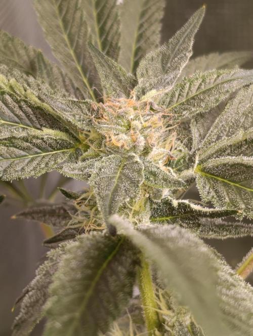 Candy breath Paradise seeds DWC. Week 8