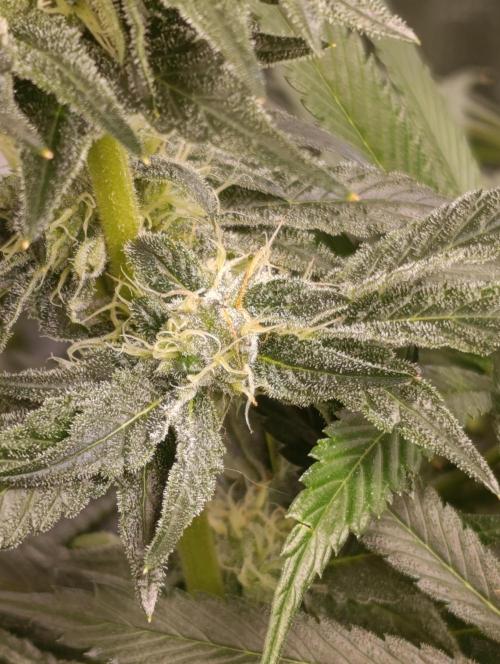 Candy breath Paradise seeds DWC. Week 8