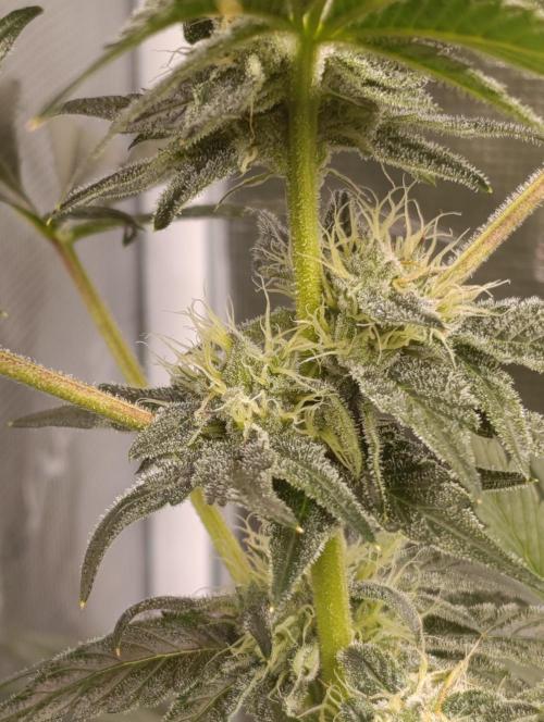 Candy breath Paradise seeds DWC. Week 8