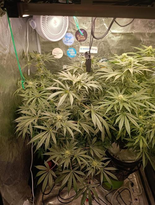 Candy breath Paradise seeds DWC. Week 8