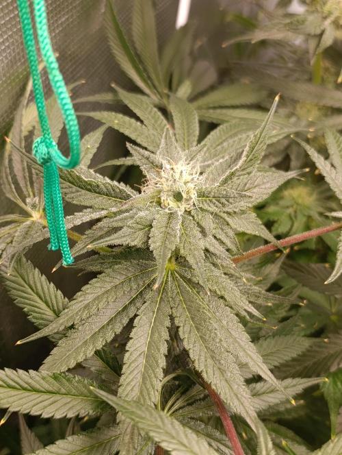 Candy breath Paradise seeds DWC. Week 8