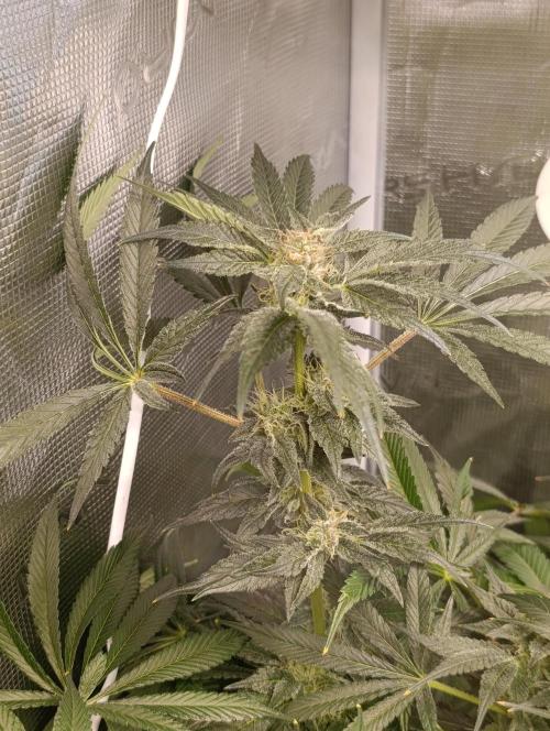 Candy breath Paradise seeds DWC. Week 8