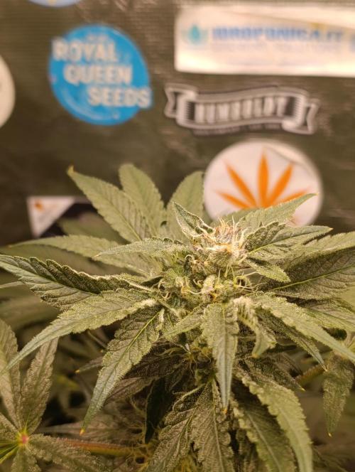 Candy breath Paradise seeds DWC. Week 8