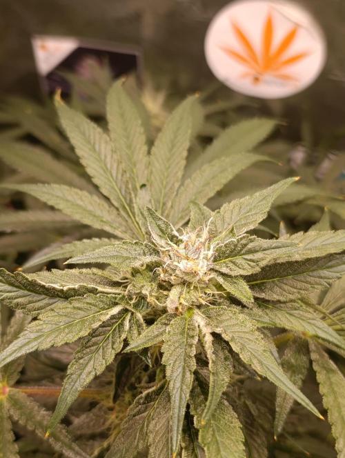 Candy breath Paradise seeds DWC. Week 8