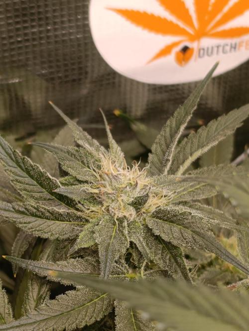 Candy breath Paradise seeds DWC. Week 8