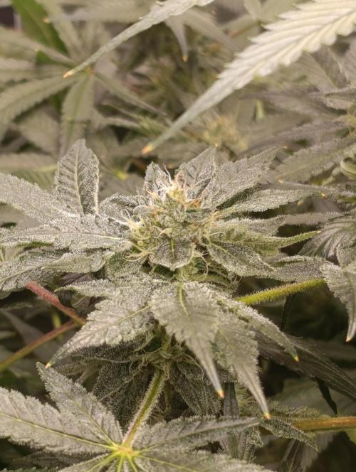 Candy breath Paradise seeds DWC. Week 8