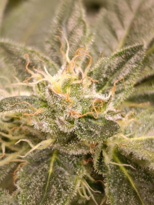 Candy breath Paradise seeds DWC. Week 8