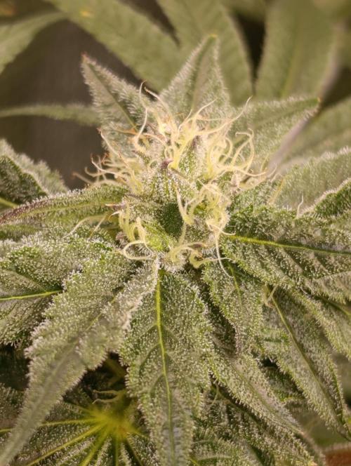 Candy breath Paradise seeds DWC. Week 8