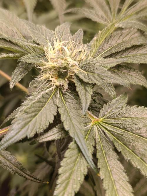 Candy breath Paradise seeds DWC. Week 8