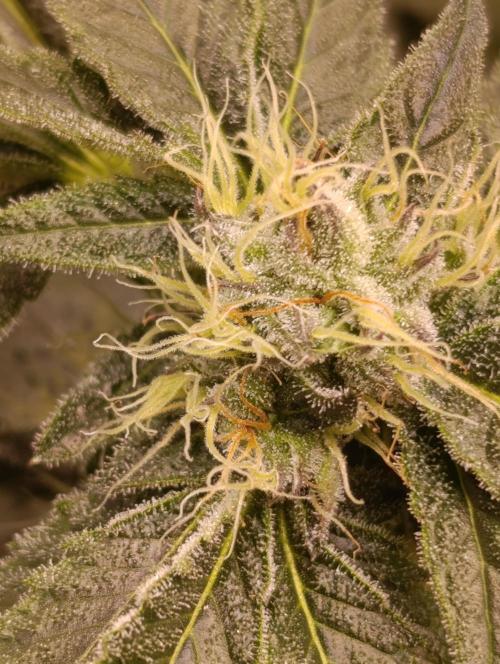 Candy breath Paradise seeds DWC. Week 8