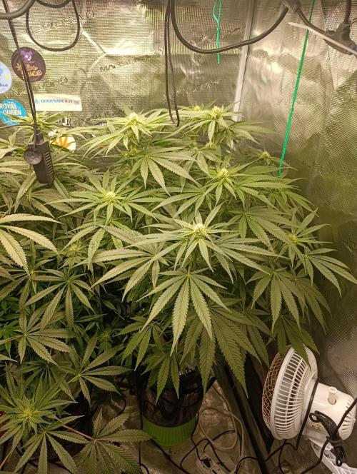 Smashberry Fumez Anesia DWC. Week 8